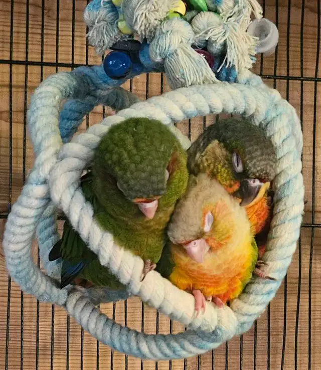 Female Pineapple Conure Baby