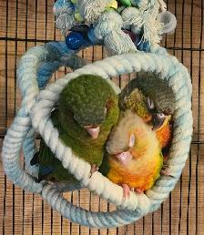 Female Pineapple Conure Baby