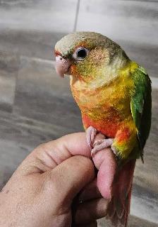 Female Pineapple Conure Baby - Photo 6