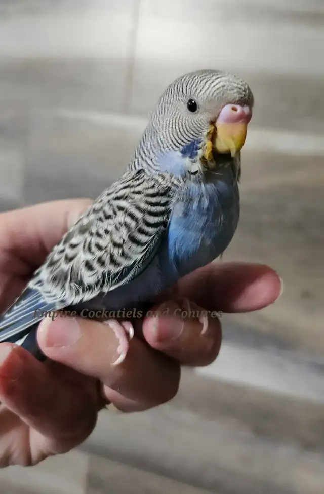 Blue Baby Budgie