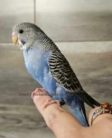 Blue Baby Budgie - Photo 4