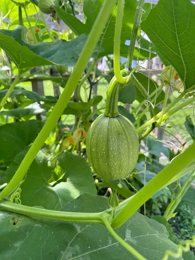 100% organic vegetables for my own backyard