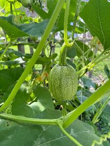 100% organic vegetables for my own backyard