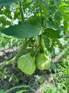 100% organic vegetables for my own backyard - Photo 2