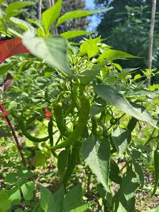 100% organic vegetables for my own backyard - Photo 3