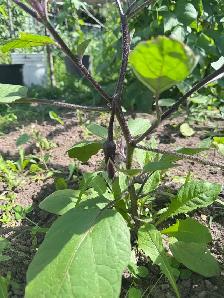 100% organic vegetables for my own backyard - Photo 4