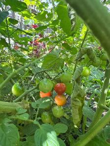 100% organic vegetables for my own backyard - Photo 5