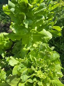 100% organic vegetables for my own backyard - Photo 6