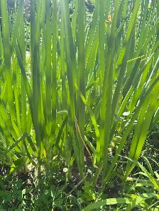 100% organic vegetables for my own backyard - Photo 7