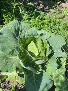 100% organic vegetables for my own backyard - Photo 8