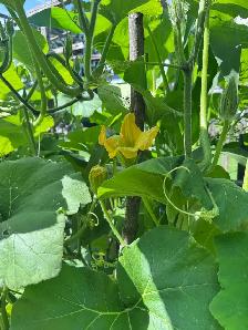 100% organic vegetables for my own backyard - Photo 9