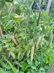 100% organic vegetables for my own backyard - Photo 10