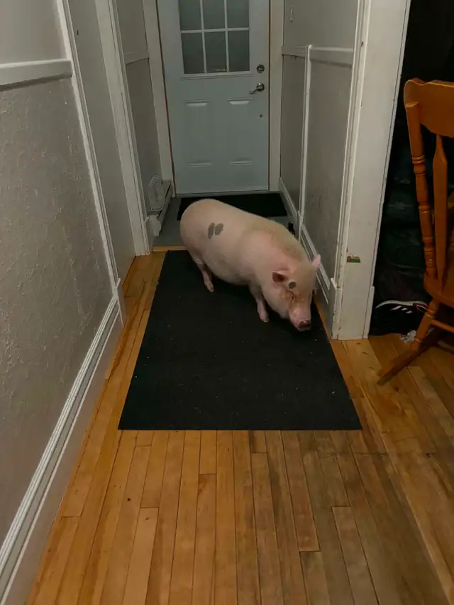 Donner mon micro-cochon