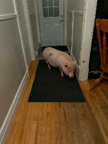 Donner mon micro-cochon