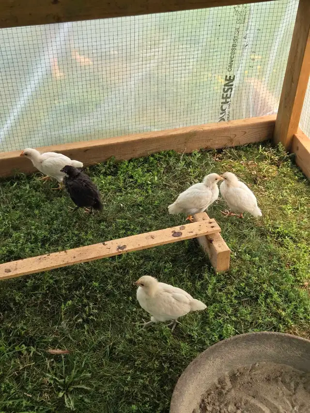 Mixed breed chicks