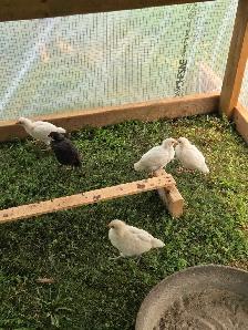 Mixed breed chicks
