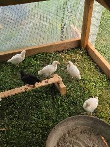 Mixed breed chicks - Photo 2