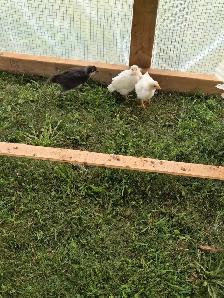 Mixed breed chicks - Photo 3