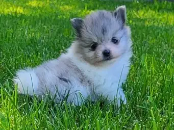 Exquisite Pomeranian males