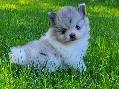 Exquisite Pomeranian males