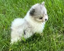 Exquisite Pomeranian males - Photo 2
