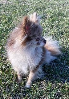 Exquisite Pomeranian males - Photo 3