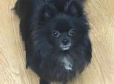 Exquisite Pomeranian males - Photo 4