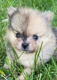 Exquisite Pomeranian males - Photo 5