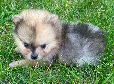 Exquisite Pomeranian males - Photo 6