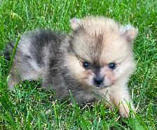 Exquisite Pomeranian males - Photo 7
