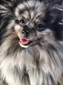 Exquisite Pomeranian males - Photo 8