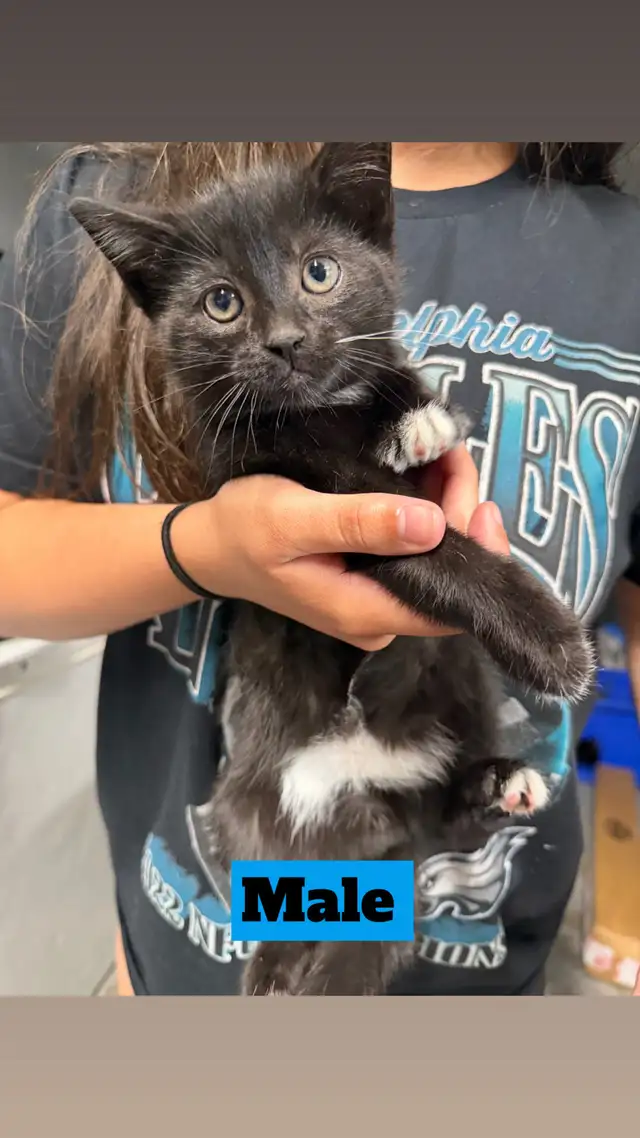 Kittens for rehoming