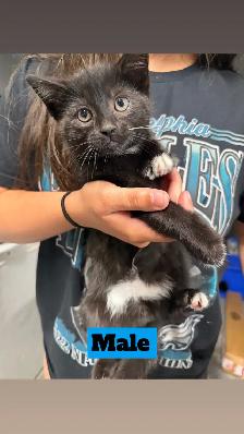 Kittens for rehoming