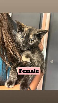 Kittens for rehoming - Photo 2