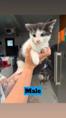 Kittens for rehoming - Photo 3