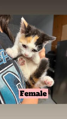 Kittens for rehoming - Photo 4