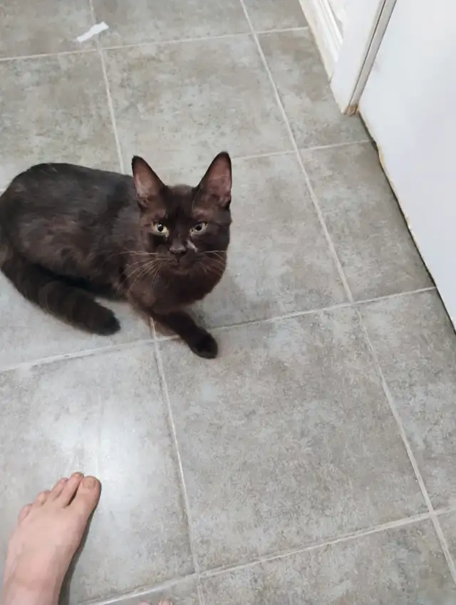 Havana Brown kitten