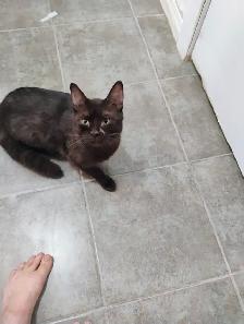 Havana Brown kitten