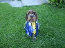 Griffon Korthal - Photo 4