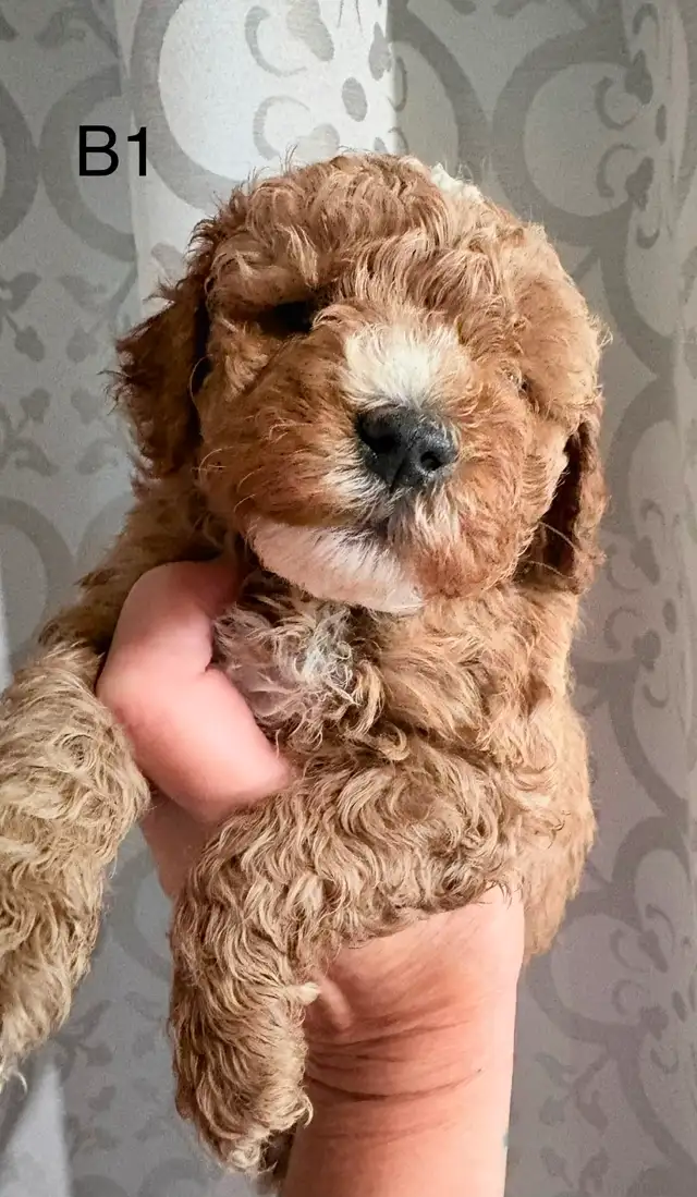 Beautiful Litter of Mini Goldendoodles