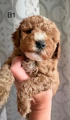 Beautiful Litter of Mini Goldendoodles