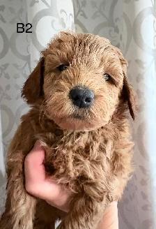 Beautiful Litter of Mini Goldendoodles - Photo 2