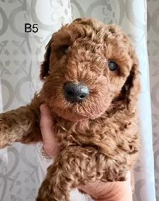 Beautiful Litter of Mini Goldendoodles - Photo 3