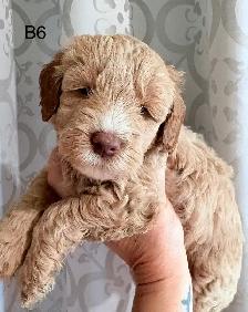 Beautiful Litter of Mini Goldendoodles - Photo 4