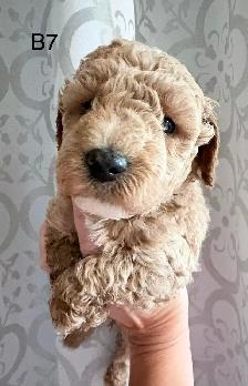 Beautiful Litter of Mini Goldendoodles - Photo 5