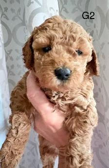 Beautiful Litter of Mini Goldendoodles - Photo 6