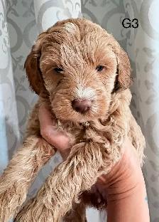 Beautiful Litter of Mini Goldendoodles - Photo 7