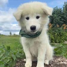 Chiot Samoyède et Border Collie Puppy