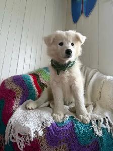 Chiot Samoyède et Border Collie Puppy - Photo 2