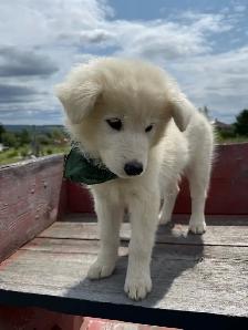 Chiot Samoyède et Border Collie Puppy - Photo 4